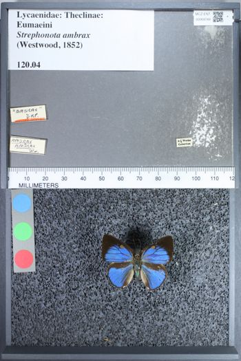Media type: image;   Entomology 69749
